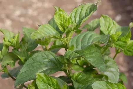 Mentha x piperita 'Citrata'