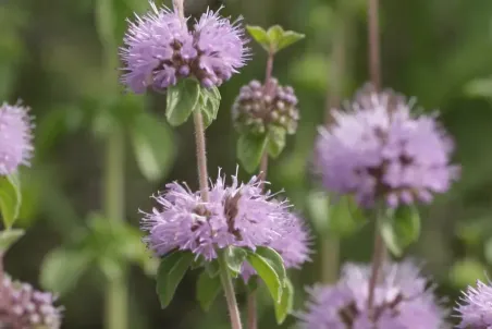 Mentha pulegium