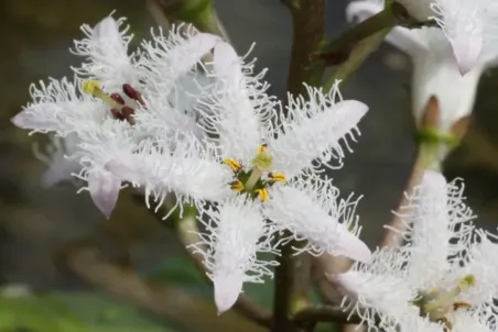 Menyanthes trifoliata