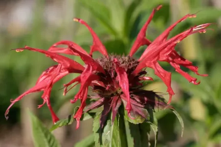 Monarda didyma