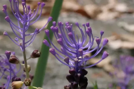 Muscari comosum