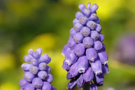 Muscari racemosum