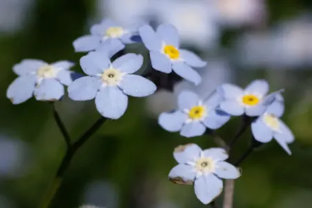 Myosotis arvensis - Einzelsamen