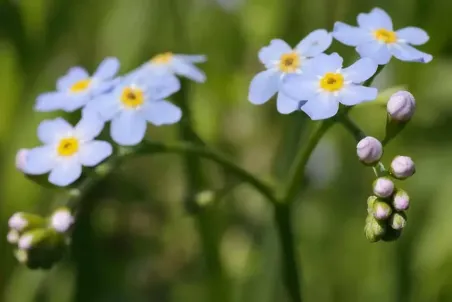 Myosotis scorpioides