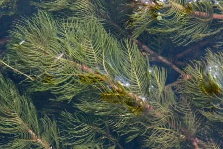 Myriophyllum spicatum