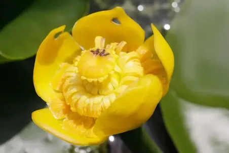 Nuphar lutea