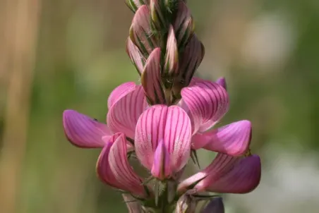 Onobrychis viciifolia