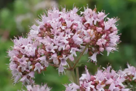 Origanum vulgare