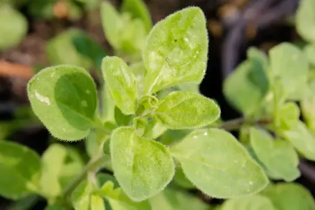 Origanum Samothrake