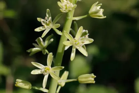 Ornithogalum pyrenaicum