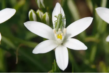 Ornithogalum umbellatum