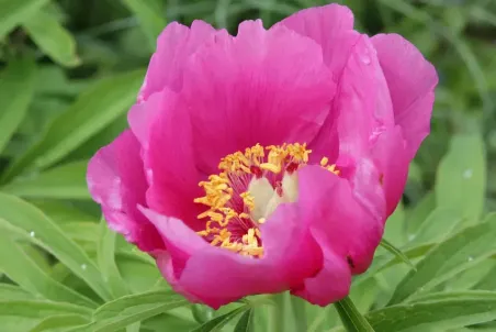 Paeonia officinalis