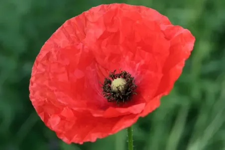 Papaver rhoeas