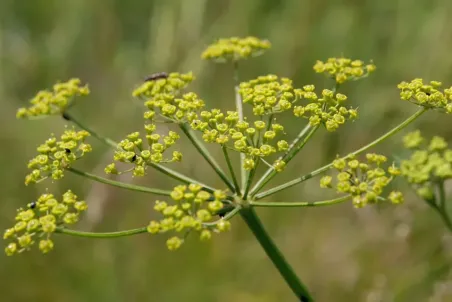 Pastinaca sativa - Einzelsamen