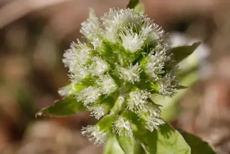 Petasites albus