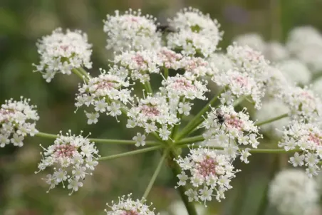 Peucedanum cervaria