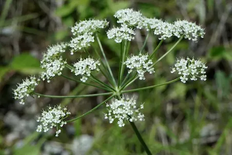 Peucedanum oreoselinum