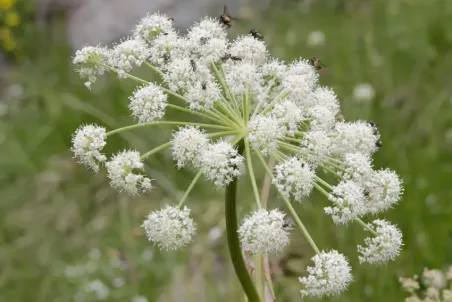 Peucedanum ostruthium