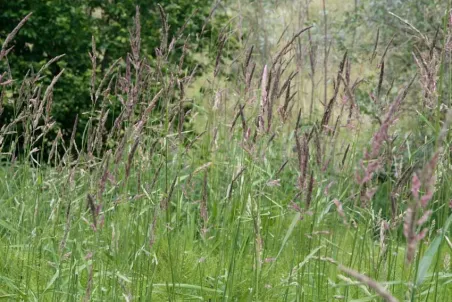 Phalaris arundinacea