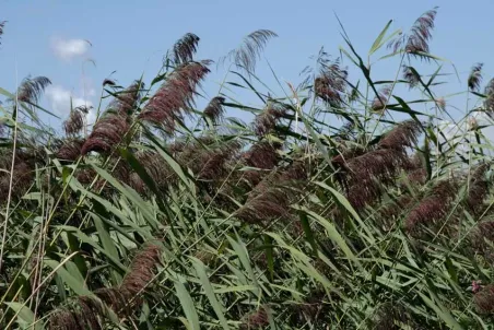 Phragmites australis