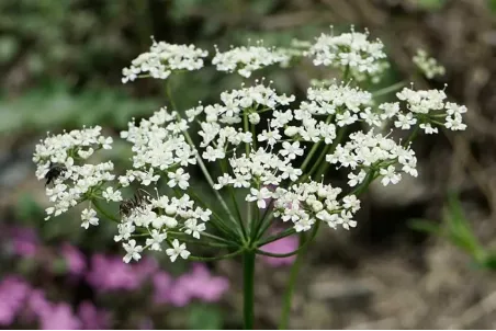 Pimpinella saxifraga