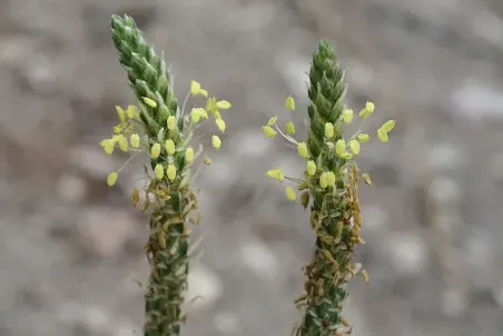 Plantago alpina - Einzelsamen