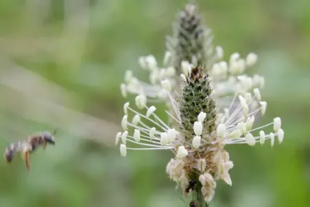 Plantago lanceolata - Einzelsamen