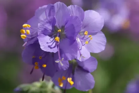 Polemonium caeruleum