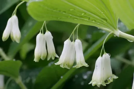 Polygonatum multiflorum