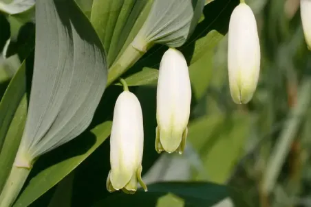 Polygonatum odoratum