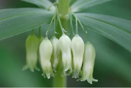 Polygonatum verticillatum