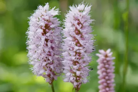 Polygonum bistorta