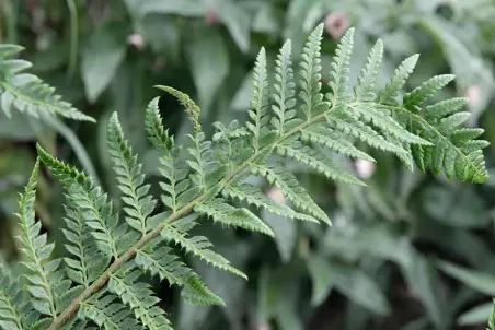 Polystichum aculeatum