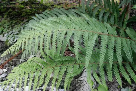 Polystichum setiferum