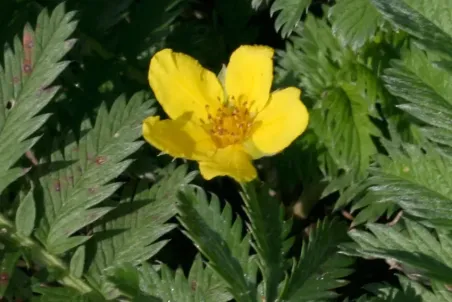 Potentilla anserina