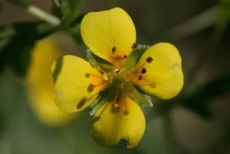 Potentilla erecta