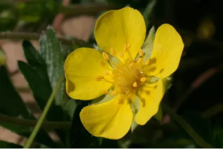 Potentilla verna