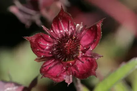 Potentilla palustris