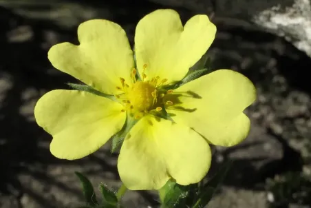 Potentilla recta