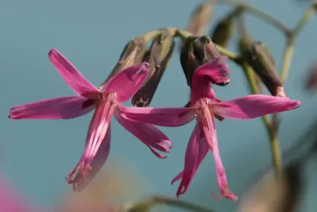 Prenanthes purpurea