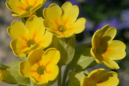 Primula veris