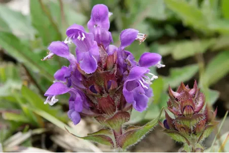 Prunella grandiflora