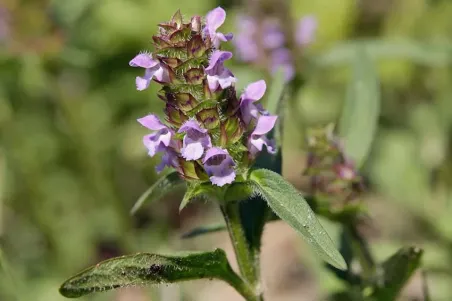 Prunella vulgaris