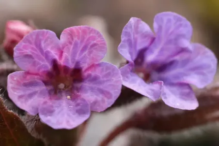 Pulmonaria officinalis