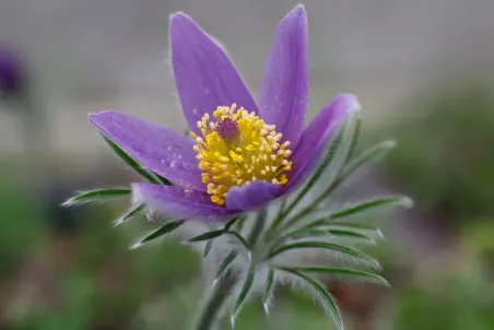 Pulsatilla vulgaris