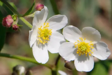 Ranunculus aconitifolius