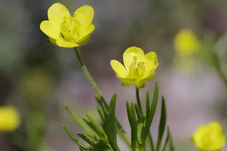 Ranunculus arvensis - Einzelsamen