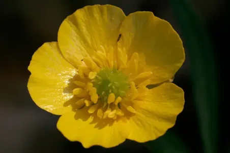 Ranunculus auricomus