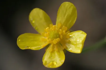 Ranunculus flammula