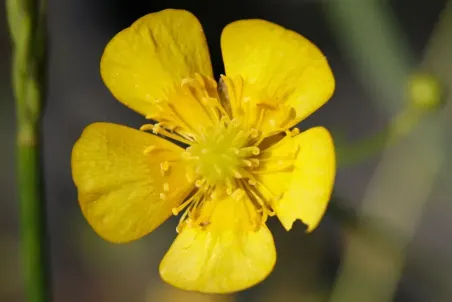 Ranunculus lanuginosus